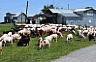 Yaylalara Göç Başlıyor