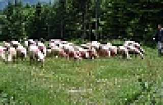 YAYLAYA GÖÇ BAŞLADI