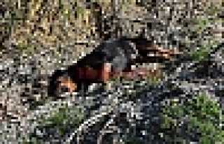 Zehirleyerek Öldürdüler