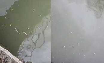 Hendek’te Uludere Çayında Binlerce Balık Öldü