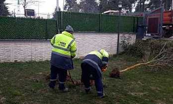 Hendek’te Yeşil Alanlarda Temizlik Ve Ağaçlandırma Seferberliği