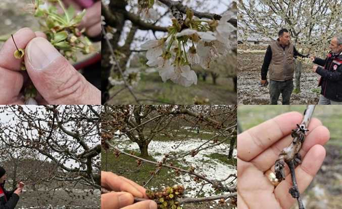 Zirai don mağduru çiftçilere destek müjdesi... 65 ilde 16 ürün için ödemeler başlıyor