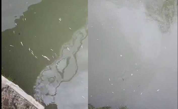 Hendek’te Uludere Çayında Binlerce Balık Öldü