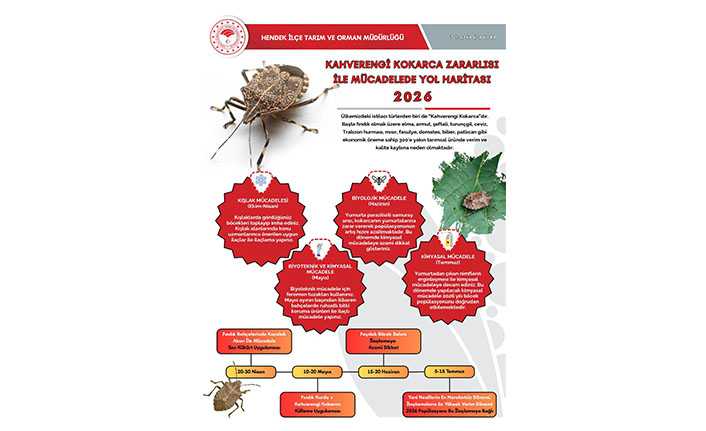 Hendek İlçe Tarım Müdürlüğünden Kahverengi Kokarca Uyarısı