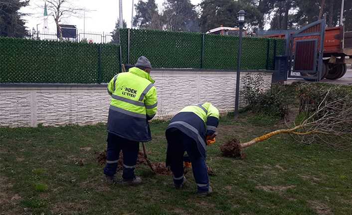 Hendek’te Yeşil Alanlarda Temizlik Ve Ağaçlandırma Seferberliği