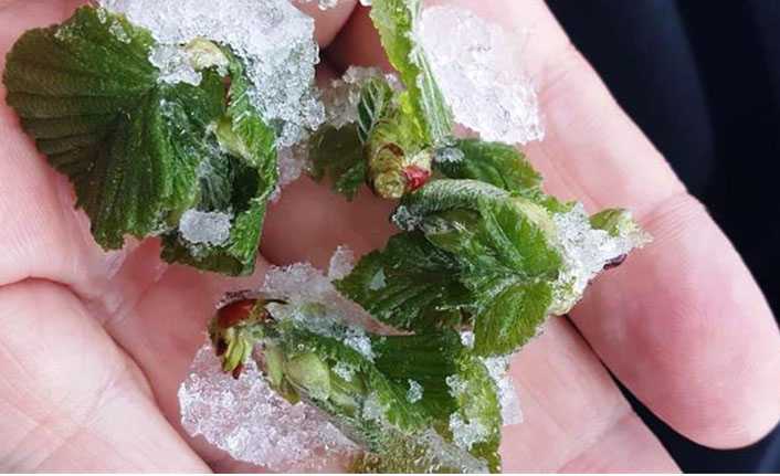 Meteoroloji’den Soğuk Hava ve Zirai Don Uyarısı